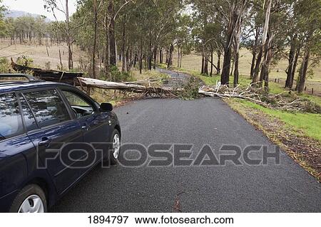 Stock Photo - a car stopped where a tree has fallen across a road; gold coast, queensland, australia. Fotosearch