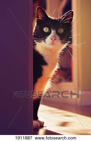 a cat peeking around a corner; benalamadena costa, malaga, costa del sol, andalusia, spain View Large Photo Image Stock Photo - a cat peeking around a corner; benalamadena costa, malaga, costa del sol, andalusia, spain. Fotosearch