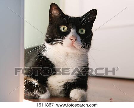 a cat sitting on the floor; benalamadena costa, malaga, costa del sol, andalusia, spain View Large Photo Image Stock Photo - a cat sitting on the floor; benalamadena costa, malaga, costa del sol, andalusia, spain. Fotosearch