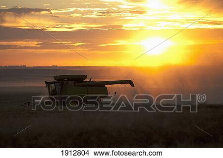 a combine harvester drives over a canola field at sunset; three hills, alberta, canada View Large Photo Image Picture - a combine harvester drives over a canola field at sunset; three hills, alberta, canada. Fotosearch