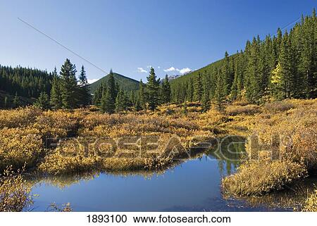 Stock Image - a creek in kananaskis in autumn; alberta, canada. Fotosearch