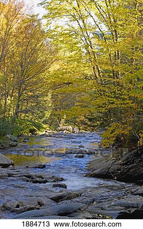 a creek running through a forest in autumn; quebec, canada View Large Photo Image Stock Image - a creek running through a forest in autumn; quebec, canada. Fotosearch
