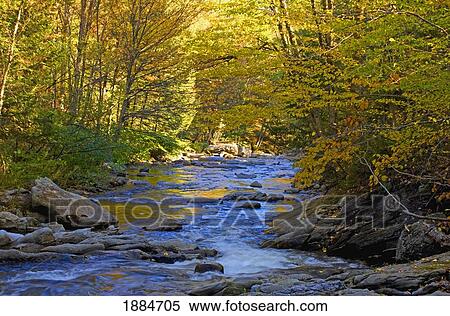 Stock Photography - a creek running through a forest in autumn; quebec, canada. Fotosearch