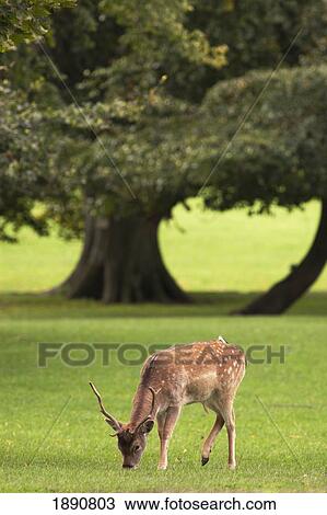 a deer (cervidae) grazing on the grass; durham, england View Large Photo Image Stock Image - a deer (cervidae) grazing on the grass; durham, england. Fotosearch