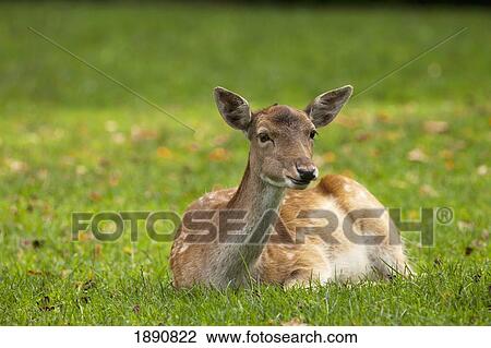 a deer (cervidae) sitting on the grass; north yorkshire, england View Large Photo Image Stock Image - a deer (cervidae) sitting on the grass; north yorkshire, england. Fotosearch