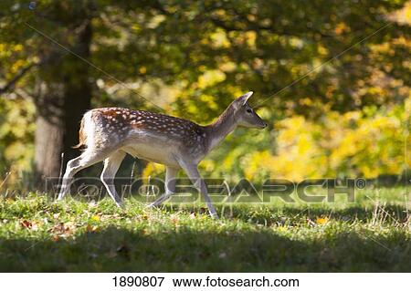 a deer (cervidae) walking across the grass in the sunlight; north yorkshire, england View Large Photo Image Stock Photo - a deer (cervidae) walking across the grass in the sunlight; north yorkshire, england. Fotosearch
