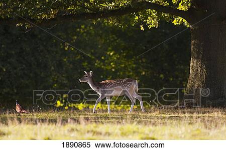 a deer (cervidae) walking across the grass; north yorkshire, england View Large Photo Image Stock Photography - a deer (cervidae) walking across the grass; north yorkshire, england. Fotosearch