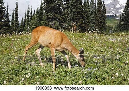 a deer in paradise park in mt. rainier national park; washington, united states of america View Large Photo Image Stock Image - a deer in paradise park in mt. rainier national park; washington, united states of america. Fotosearch