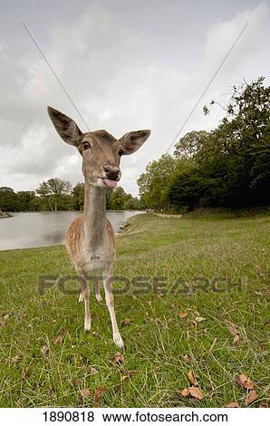 Stock Photo - a deer sticking it's tongue out. Fotosearch