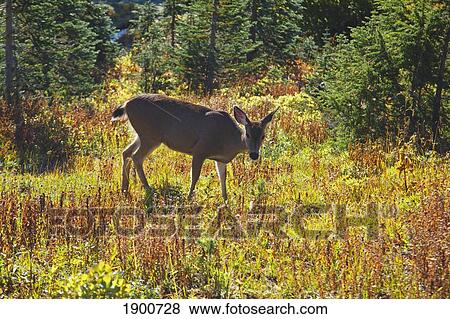 a deer walking in paradise park in autumn in mt. rainier national park; washington, united states of america View Large Photo Image Stock Photo - a deer walking in paradise park in autumn in mt. rainier national park; washington, united states of america. Fotosearch