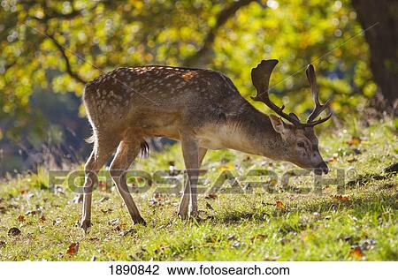 Stock Image - a deer with antlers grazing on the grass; north yorkshire, england. Fotosearch
