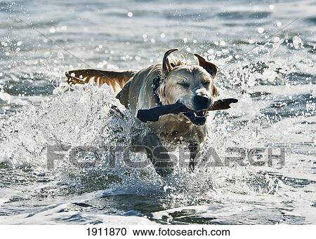 a dog fetching a stick in the water; tarifa, cadiz, andalusia, spain View Large Photo Image Stock Image - a dog fetching a stick in the water; tarifa, cadiz, andalusia, spain. Fotosearch