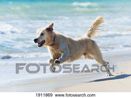 a dog running down the beach; tarifa, cadiz, andalusia, spain View Large Photo Image Stock Photo - a dog running down the beach; tarifa, cadiz, andalusia, spain. Fotosearch