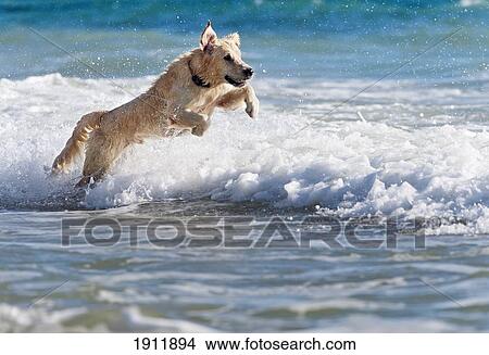 Picture - a dog running in the water; tarifa, cadiz, andalusia, spain. Fotosearch