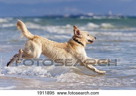Stock Photography - a dog running in the water; tarifa, cadiz, andalusia, spain. Fotosearch
