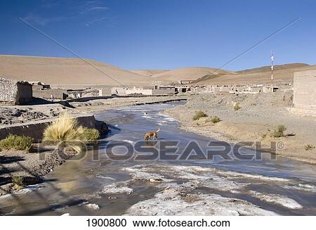 Stock Image - a dog walking on a frozen stream; san antonio de los cobres, salta, argentina. Fotosearch