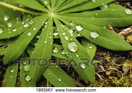 a fern with water droplets on the leaves; tofino, british columbia, canada View Large Photo Image Stock Photo - a fern with water droplets on the leaves; tofino, british columbia, canada. Fotosearch