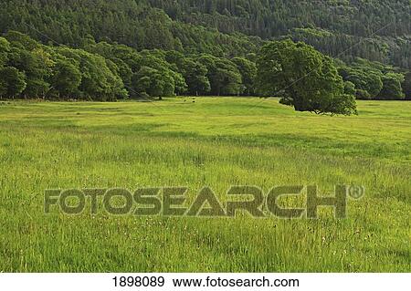 Stock Photo - a field of grass and a hill covered in trees in killarney national park in munster region; county kerry, ireland. Fotosearch