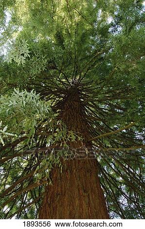 a giant sequoia redwood tree; victoria, british columbia, canada View Large Photo Image Stock Photograph - a giant sequoia redwood tree; victoria, british columbia, canada. Fotosearch