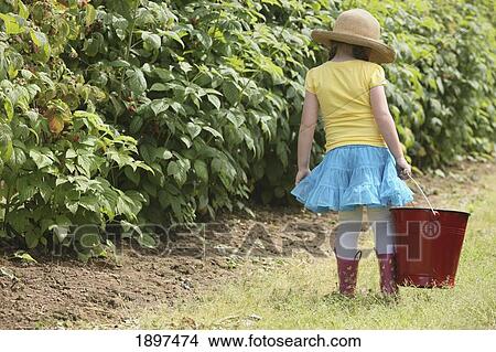 a girl wearing a straw hat and carrying a large, red pail for picking berries; troutdale, oregon, united states of america View Large Photo Image Picture - a girl wearing a straw hat and carrying a large, red pail for picking berries; troutdale, oregon, united states of america. Fotosearch