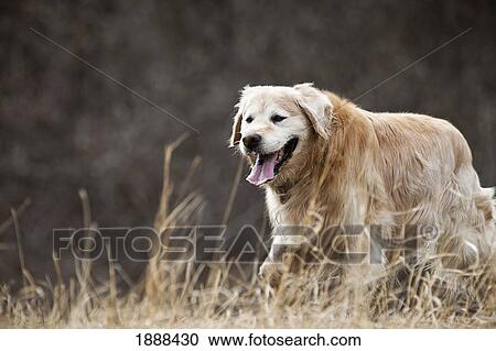 a gold retriever; spruce grove, alberta, canada View Large Photo Image Stock Image - a gold retriever; spruce grove, alberta, canada. Fotosearch