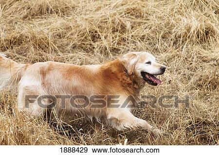 a golden retriever running through a field of brown grass; spruce grove, alberta, canada View Large Photo Image Stock Photo - a golden retriever running through a field of brown grass; spruce grove, alberta, canada. Fotosearch