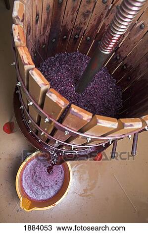 a grape press with red grape juice pouring into a bucket; calgary, alberta, canada View Large Photo Image Stock Image - a grape press with red grape juice pouring into a bucket; calgary, alberta, canada. Fotosearch