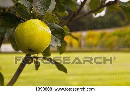 Stock Photo - a green apple growing on a tree; kelso, scottish borders, scotland. Fotosearch