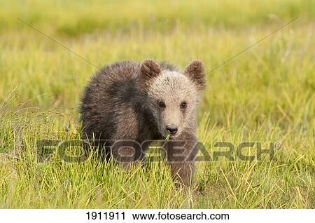 Stock Image - a grizzly bear cub (ursus arctos horribilis) in a meadow; alaska, united states of america. Fotosearch