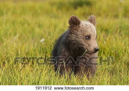 Stock Image - a grizzly bear cub (ursus arctos horribilis) in a meadow; alaska, united states of america. Fotosearch