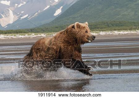 Picture - a grizzly bear (ursus arctos horribilis) running through the water; alaska, united states of america. Fotosearch
