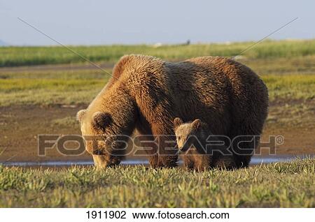 a grizzly bear (ursus arctos horribilis) and cub; alaska, united states of america View Large Photo Image Stock Image - a grizzly bear (ursus arctos horribilis) and cub; alaska, united states of america. Fotosearch