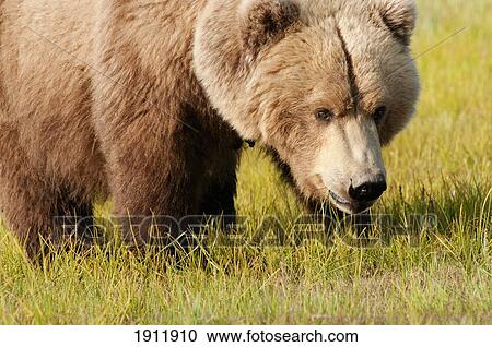a grizzly bear (ursus arctos horribilis); alaska, united states of america View Large Photo Image Stock Image - a grizzly bear (ursus arctos horribilis); alaska, united states of america. Fotosearch