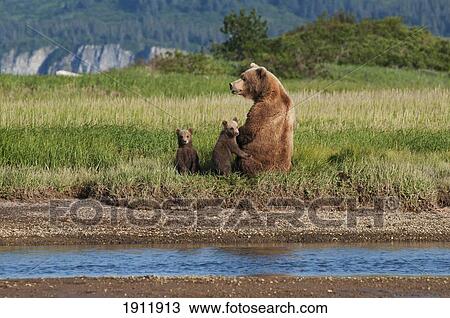 a grizzly bear (ursus arctos horribilis) and cubs next to the river; alaska, united states of america View Large Photo Image Stock Image - a grizzly bear (ursus arctos horribilis) and cubs next to the river; alaska, united states of america. Fotosearch