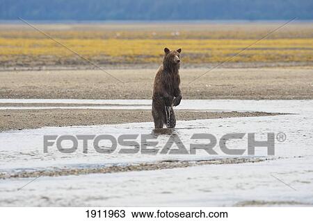 a grizzly bear (ursus arctos horribilis) standing on it's hind legs in the water; tenakee springs, alaska, united states of america View Large Photo Image Stock Image - a grizzly bear (ursus arctos horribilis) standing on it's hind legs in the water; tenakee springs, alaska, united states of america. Fotosearch