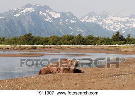 a grizzly bear (ursus arctos horribilis) laying by the river; alaska, united states of america View Large Photo Image Stock Photo - a grizzly bear (ursus arctos horribilis) laying by the river; alaska, united states of america. Fotosearch