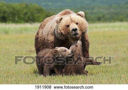 a grizzly bear (ursus arctos horribilis) and her cubs; alaska, united states of america View Large Photo Image Stock Photo - a grizzly bear (ursus arctos horribilis) and her cubs; alaska, united states of america. Fotosearch