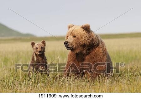 a grizzly bear (ursus arctos horribilis) and her cub with milk on it's face; alaska, united states of america View Large Photo Image Stock Photo - a grizzly bear (ursus arctos horribilis) and her cub with milk on it's face; alaska, united states of america. Fotosearch