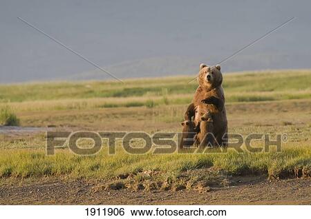 a grizzly bear (ursus arctos horribilis) nursing her two cubs; alaska, united states of america View Large Photo Image Stock Photograph - a grizzly bear (ursus arctos horribilis) nursing her two cubs; alaska, united states of america. Fotosearch