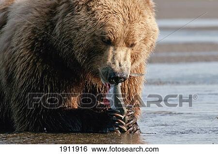 Stock Photograph - a grizzly bear (ursus arctos horribilis) with a fish in it's claws; alaska, united states of america. Fotosearch