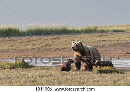 a grizzly bear (ursus arctos horribilis) with two cubs crossing the river; alaska, united states of america View Large Photo Image Stock Photography - a grizzly bear (ursus arctos horribilis) with two cubs crossing the river; alaska, united states of america. Fotosearch