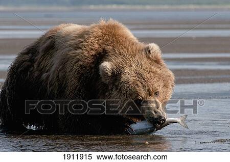 a grizzly bear (ursus arctos horribilis) with a fish in it's mouth; alaska, united states of america View Large Photo Image Stock Photography - a grizzly bear (ursus arctos horribilis) with a fish in it's mouth; alaska, united states of america. Fotosearch