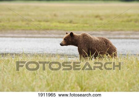 a grizzly bear (ursus arctos horribilis); tenakee springs, alaska, united states of america View Large Photo Image Stock Photography - a grizzly bear (ursus arctos horribilis); tenakee springs, alaska, united states of america. Fotosearch