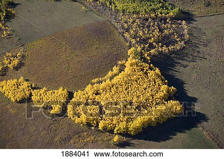 Stock Image - a group of golden trees in autumn; alberta, canada. Fotosearch