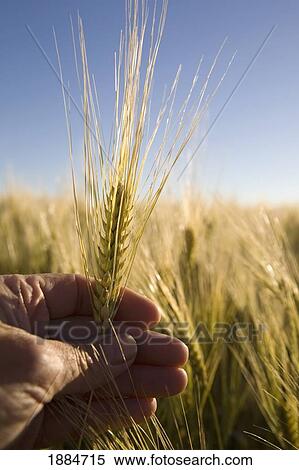a hand holding a head of ripe wheat at sunrise; alberta, canada View Large Photo Image Stock Photography - a hand holding a head of ripe wheat at sunrise; alberta, canada. Fotosearch