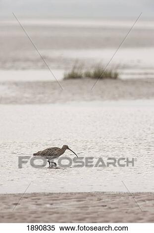 Stock Photography - a heron (ardeidae) wading in the shallow water; northumberland, england. Fotosearch