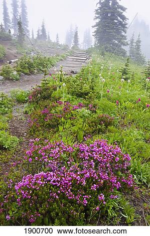 a hiking trail in the fog in paradise park in mt. rainier national park; washington, united states of america View Large Photo Image Stock Image - a hiking trail in the fog in paradise park in mt. rainier national park; washington, united states of america. Fotosearch