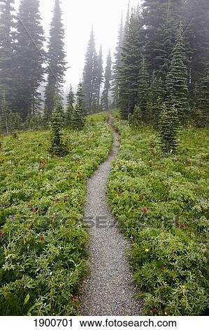 a hiking trail in the fog in paradise park in mt. rainier national park; washington, united states of america View Large Photo Image Stock Image - a hiking trail in the fog in paradise park in mt. rainier national park; washington, united states of america. Fotosearch