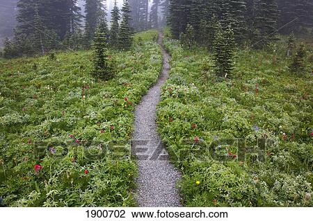 a hiking trail in the fog in paradise park in mt. rainier national park; washington, united states of america View Large Photo Image Stock Image - a hiking trail in the fog in paradise park in mt. rainier national park; washington, united states of america. Fotosearch