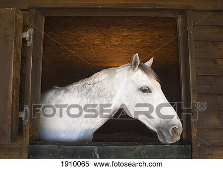 a horse looking out of his corral; benalamadena costa, malaga, costa del sol, andalusia, spain View Large Photo Image Stock Photography - a horse looking out of his corral; benalamadena costa, malaga, costa del sol, andalusia, spain. Fotosearch